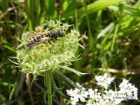 Gallische Feldwespe (Polistes dominula)
